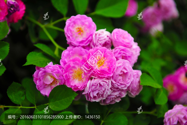 鮮花,,月季,,,紅花
