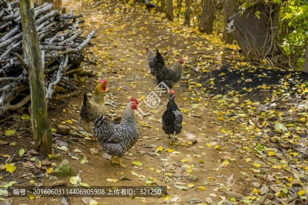散養(yǎng)雞