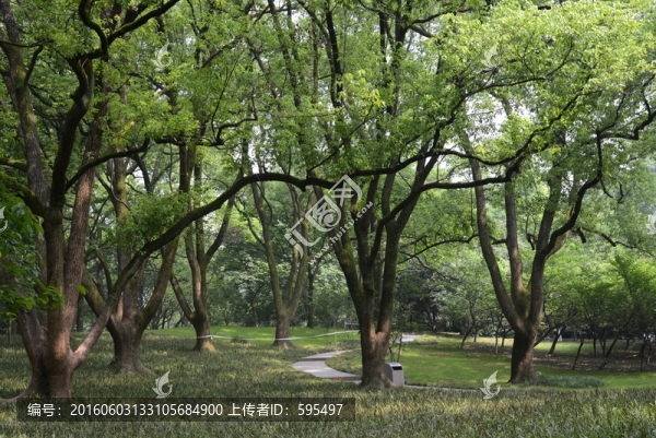 樹木