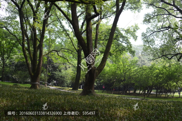 古樹