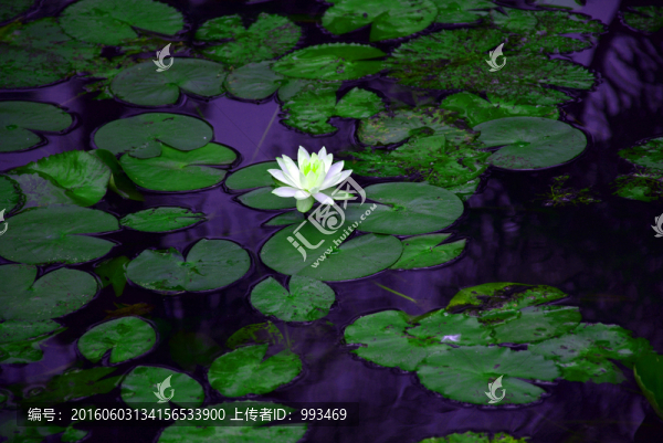 荷花