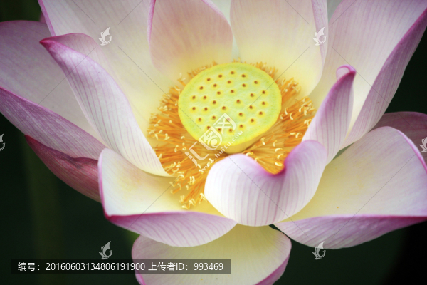 荷花盛開