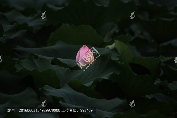 荷花花骨朵