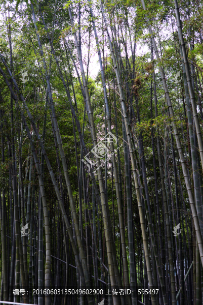 竹林
