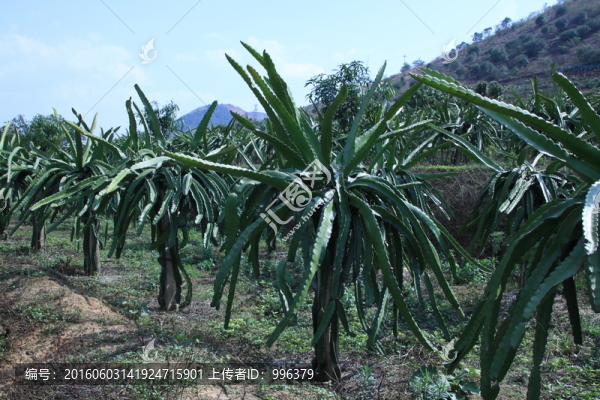 紅心火龍果樹(shù)葉