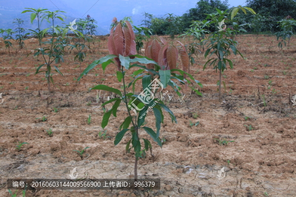 云南芒果