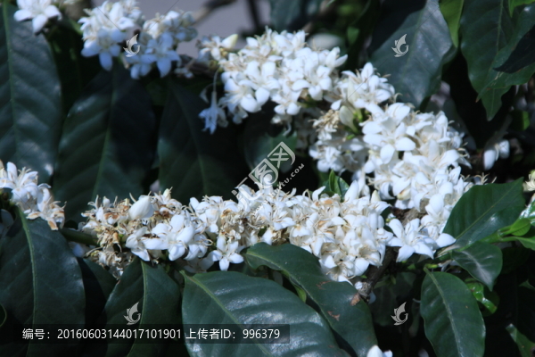 云南小?？Х? title=