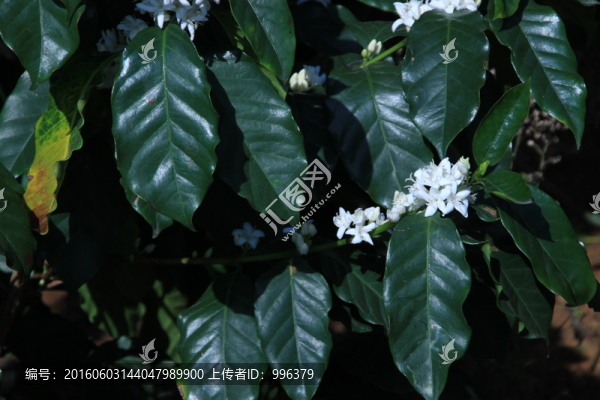 云南小粒咖啡