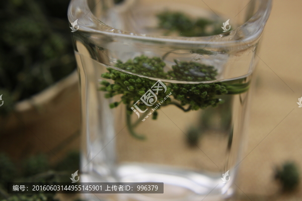 云南中草藥三七花