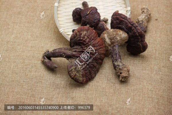 云南,中草藥,野生,靈芝