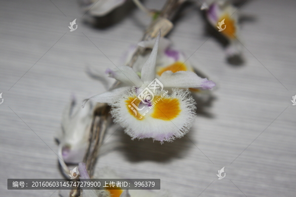 紫皮石斛花