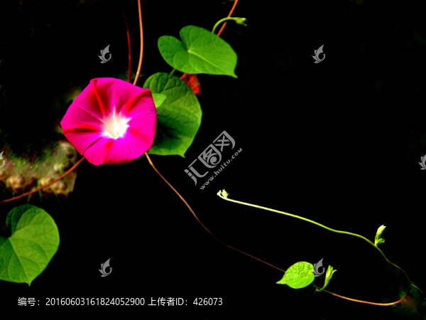喇叭花盛開