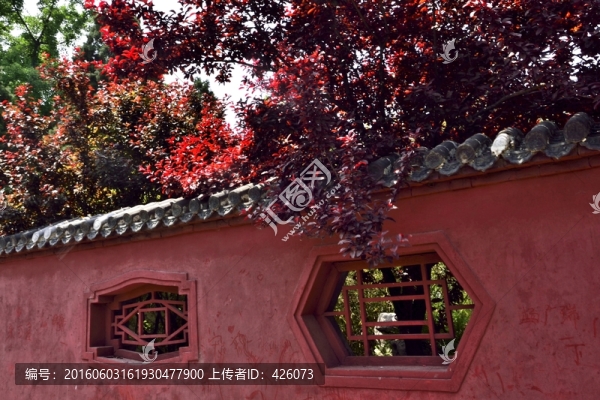 紅墻紅葉