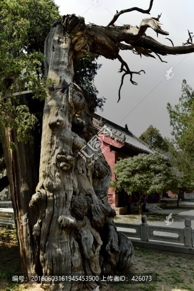 柏樹,漢柏