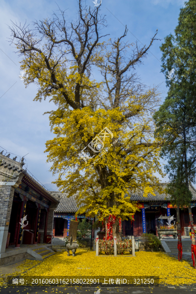 古建筑,銀杏樹(shù)
