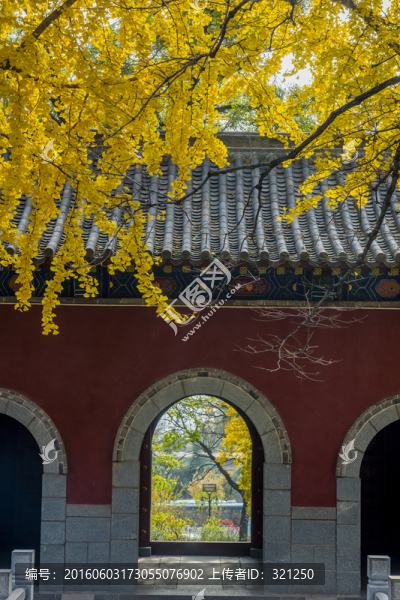 古建筑,銀杏枝葉