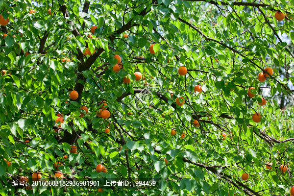 麥黃杏