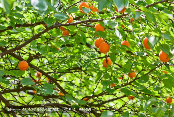 麥黃杏