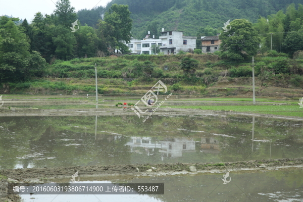 田野