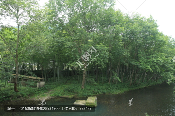 河邊的樹林