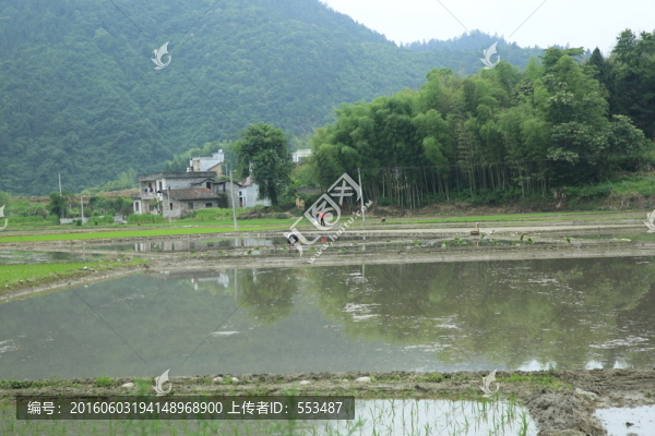 田野