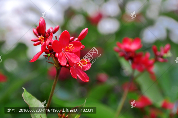 琴葉珊瑚