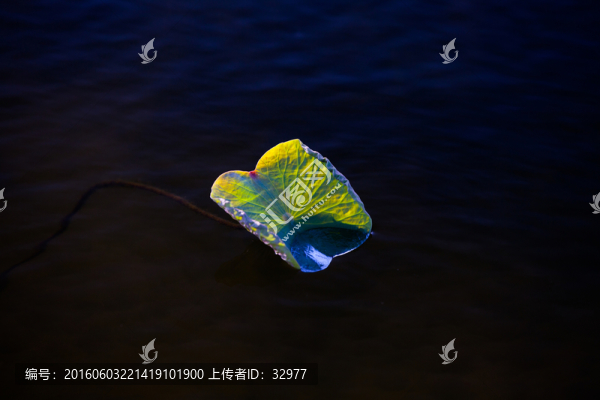 荷葉