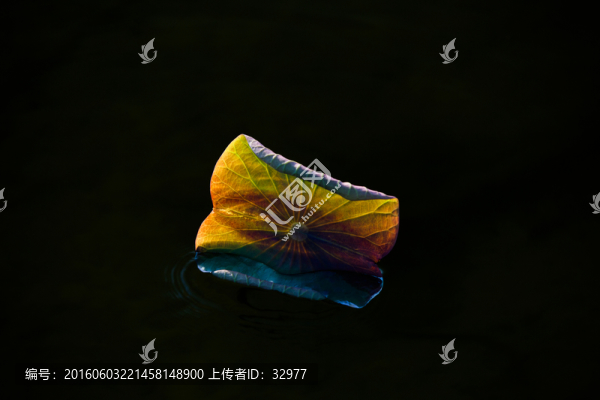 荷葉