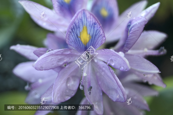 鳳眼藍(lán)