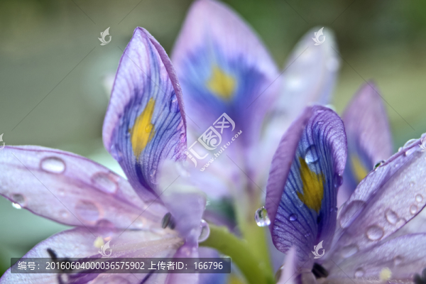 鳳眼藍(lán)