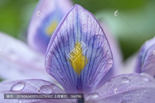 鳳眼藍(lán)