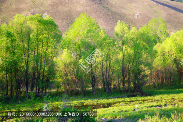 小溪樹林
