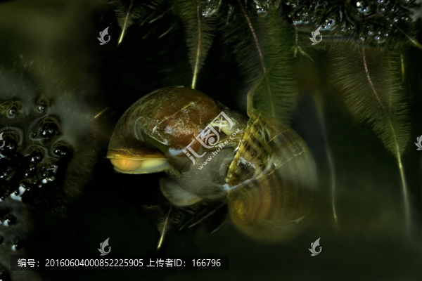 爛漫螺螄