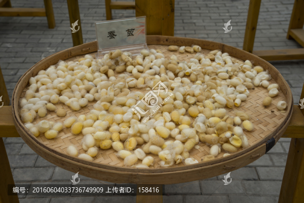 蠶繭