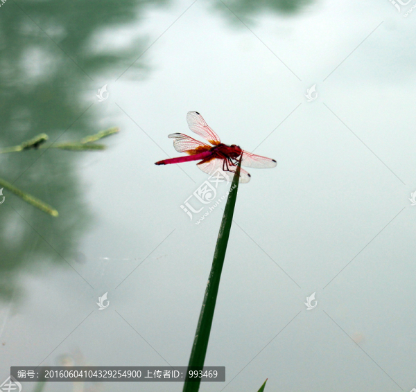 紅蜻蜓