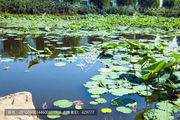 荷花池,水池,水塘