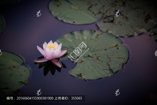 蓮花