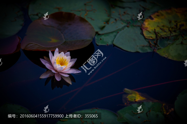 蓮花