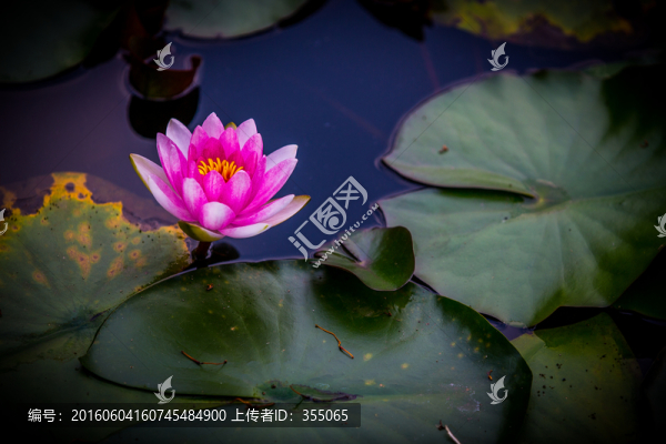 蓮花