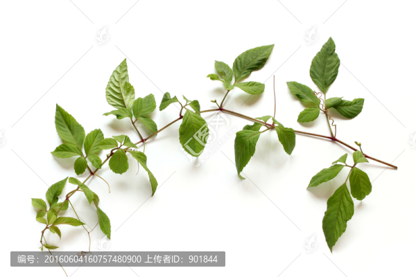 烏蘞莓