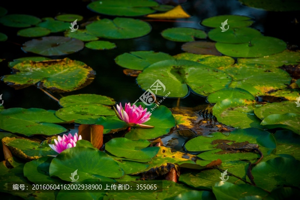 蓮花