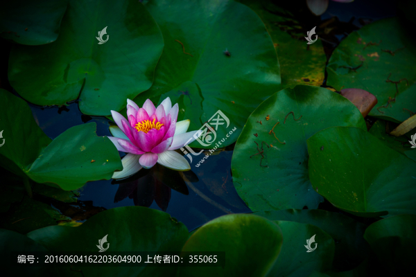 蓮花
