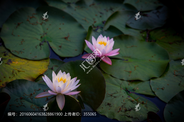 蓮花
