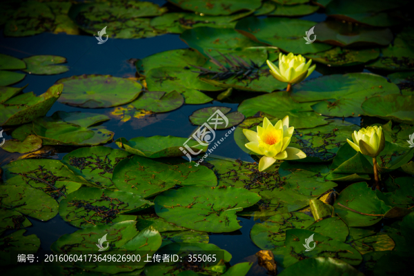 蓮花
