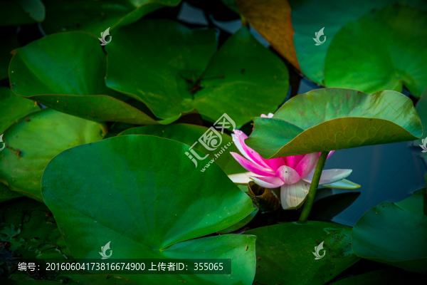 蓮花