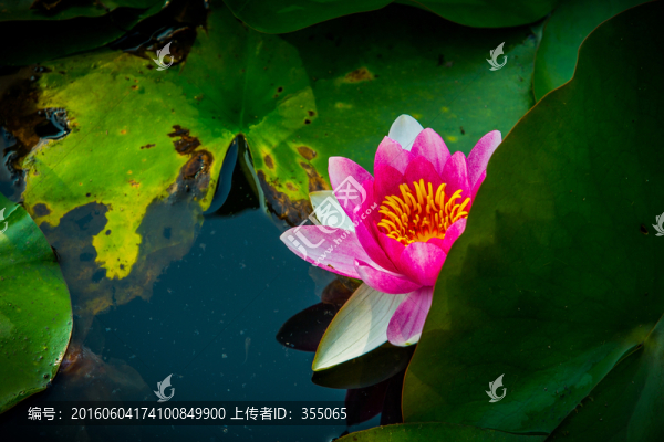 蓮花