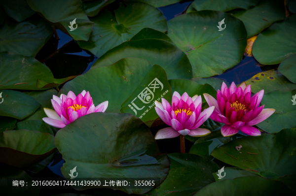 蓮花
