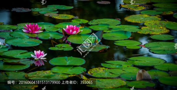 蓮花