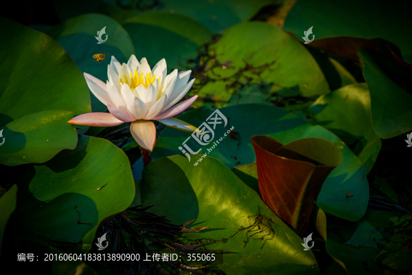 蓮花