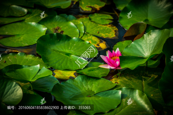 蓮花